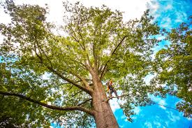 Lynnwood Pricedale, PA  Tree Services Company