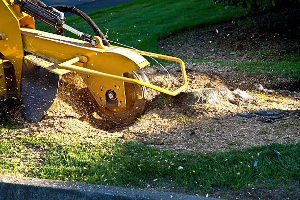 Best Lawn Grading and Leveling  in Lynnwood Pricedale, PA