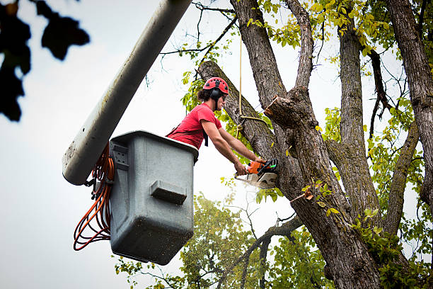 Best Fruit Tree Pruning  in Lynnwood Pricedale, PA