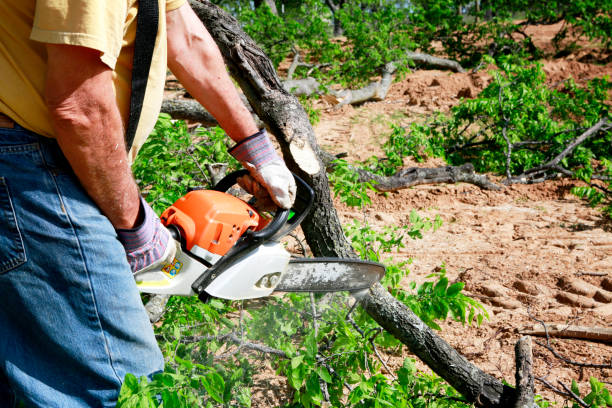 Best Stump Grinding and Removal  in Lynnwood Pricedale, PA